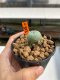 Lophophora Williamsii 4-5 cm 12 years old ownroot from seed flowering