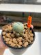 Lophophora Williamsii 4-5 cm 12 years old ownroot from seed flowering