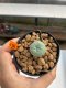 Lophophora Williamsii 4-5 cm 12 years old ownroot from seed flowering