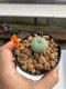 Lophophora Williamsii 4-5 cm 12 years old ownroot from seed flowering