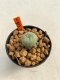 Lophophora Williamsii 4-5 cm 12 years old ownroot from seed flowering