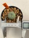 Lophophora Williamsii 4-5 cm 12 years old ownroot from seed flowering