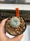 Lophophora williamsii 3-5 cm 8 years old ownroot grow from seed japan