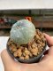 Lophophora Williamsii 4-5 cm 8 years old ownroot from seed flowering
