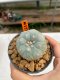 Lophophora Williamsii 4-5 cm 8 years old ownroot from seed flowering
