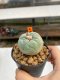 Lophophora Williamsii 4-5 cm 8 years old ownroot from seed flowering