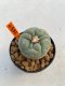 Lophophora Williamsii 4-5 cm 8 years old ownroot from seed flowering