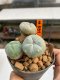 Lophophora Williamsii 4-5 cm 8 years old ownroot from seed flowering