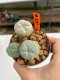 Lophophora Williamsii 4-5 cm 8 years old ownroot from seed flowering