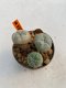 Lophophora Williamsii 4-5 cm 8 years old ownroot from seed flowering