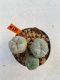 Lophophora Williamsii 4-5 cm 8 years old ownroot from seed flowering