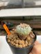 Lophophora Williamsii 4-5 cm 11 years old ownroot from seed flowering