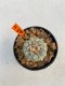 Lophophora Williamsii 4-5 cm 11 years old ownroot from seed flowering