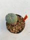 Lophophora Williamsii 4-5 cm 11 years old ownroot from seed flowering