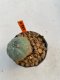 Lophophora Williamsii 4-5 cm 11 years old ownroot from seed flowering