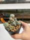Lophophora Williamsii 6-7 cm 10 years old ownroot from seed flowering