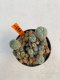 Lophophora Williamsii 6-7 cm 10 years old ownroot from seed flowering