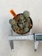 Lophophora Williamsii 6-7 cm 10 years old ownroot from seed flowering