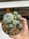 Lophophora Williamsii 5-6 cm 10 years old ownroot from seed flowering