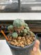 Lophophora Williamsii 5-6 cm 10 years old ownroot from seed flowering