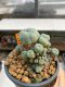 Lophophora Williamsii 5-6 cm 10 years old ownroot from seed flowering