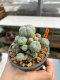 Lophophora Williamsii 5-6 cm 10 years old ownroot from seed flowering