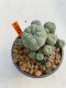 Lophophora Williamsii 5-6 cm 10 years old ownroot from seed flowering