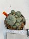 Lophophora Williamsii 5-6 cm 10 years old ownroot from seed flowering