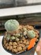 Lophophora Williamsii 5-6 cm 10 years old ownroot from seed flowering