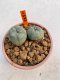 Lophophora Williamsii 2.5-3.5 cm 7 years old ownroot from seed flowering