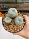 Lophophora Williamsii 2.5-3.5 cm 7 years old ownroot from seed flowering