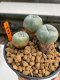 Lophophora Williamsii 2.5-3.5 cm 7 years old ownroot from seed flowering