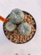 Lophophora Williamsii 2.5-3.5 cm 7 years old ownroot from seed flowering