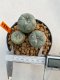 Lophophora Williamsii 2.5-3.5 cm 7 years old ownroot from seed flowering