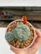 Lophophora Williamsii 5.5-6.5 cm 9 years old ownroot from seed flowering