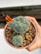 Lophophora Williamsii 5.5-6.5 cm 9 years old ownroot from seed flowering