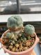 Lophophora Williamsii 5.5-6.5 cm 9 years old ownroot from seed flowering