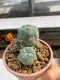 Lophophora Williamsii 5.5-6.5 cm 9 years old ownroot from seed flowering