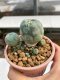 Lophophora Williamsii 5.5-6.5 cm 9 years old ownroot from seed flowering