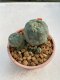 Lophophora Williamsii 5.5-6.5 cm 9 years old ownroot from seed flowering