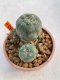 Lophophora Williamsii 5.5-6.5 cm 9 years old ownroot from seed flowering