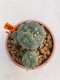 Lophophora Williamsii 5.5-6.5 cm 9 years old ownroot from seed flowering