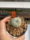 Lophophora williamsii 3-5 cm 8 years old ownroot from seed flowering