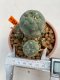 Lophophora Williamsii 5.5-6.5 cm 9 years old ownroot from seed flowering