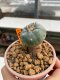 Lophophora Williamsii 4.5-5.5 cm 9 years old ownroot from seed flowering