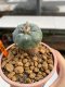 Lophophora Williamsii 4.5-5.5 cm 9 years old ownroot from seed flowering