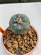 Lophophora Williamsii 4.5-5.5 cm 9 years old ownroot from seed flowering