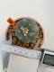 Lophophora Williamsii 4.5-5.5 cm 9 years old ownroot from seed flowering