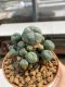 Lophophora Williamsii 6.5-7.5 cm 9 years old ownroot from seed flowering