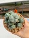 Lophophora Williamsii 6.5-7.5 cm 9 years old ownroot from seed flowering